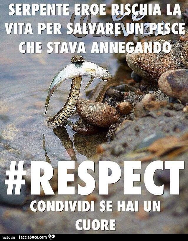 Serpente eroe rischia la vita per salvare un pesce che stava annegando