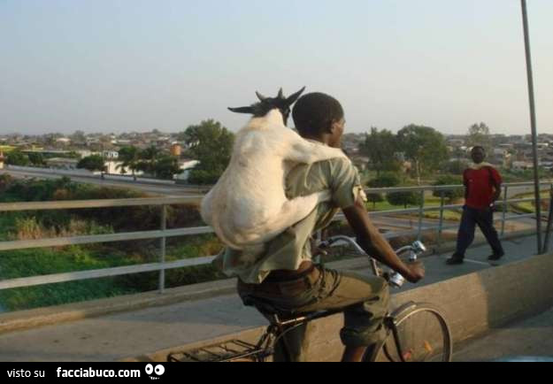 ragazzo in bicicletta porta una capra aggrappata a lui