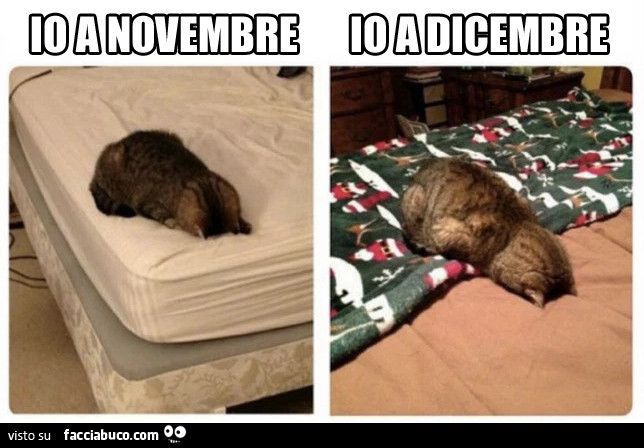 Gatto dorme a testa in giù. Io a Novembre. Io a Dicembre