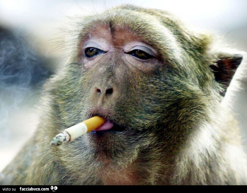 Scimmia che fuma