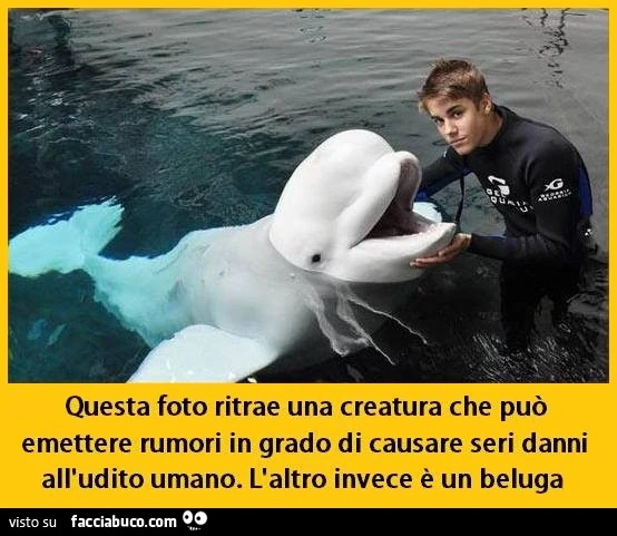 Questa foto ritrae una creatura che può emettere rumori in grado di causare seri danni all'udito umano. L'altro invece è un beluga