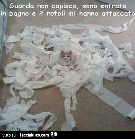 Rotoli di carta igienica attaccano il gatto