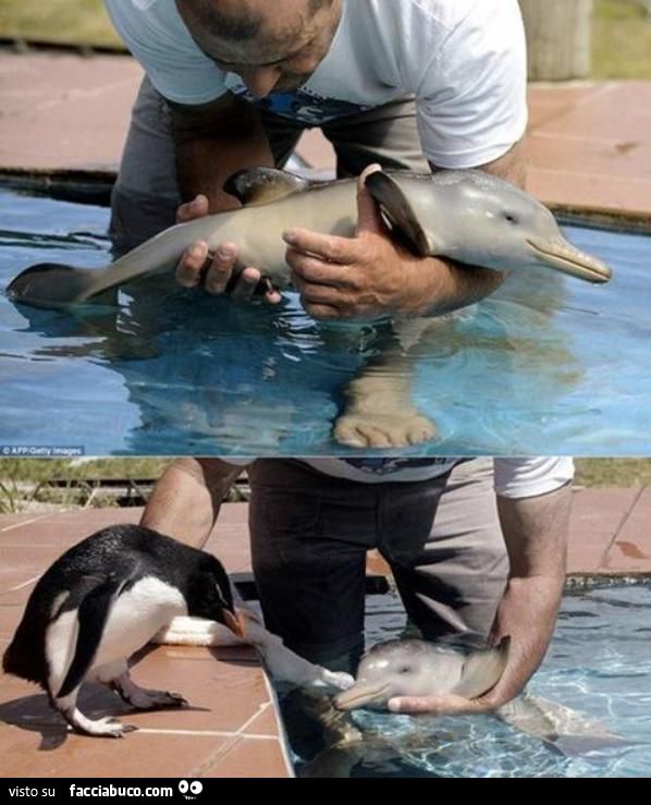 cucciolo di delfino e pinguino