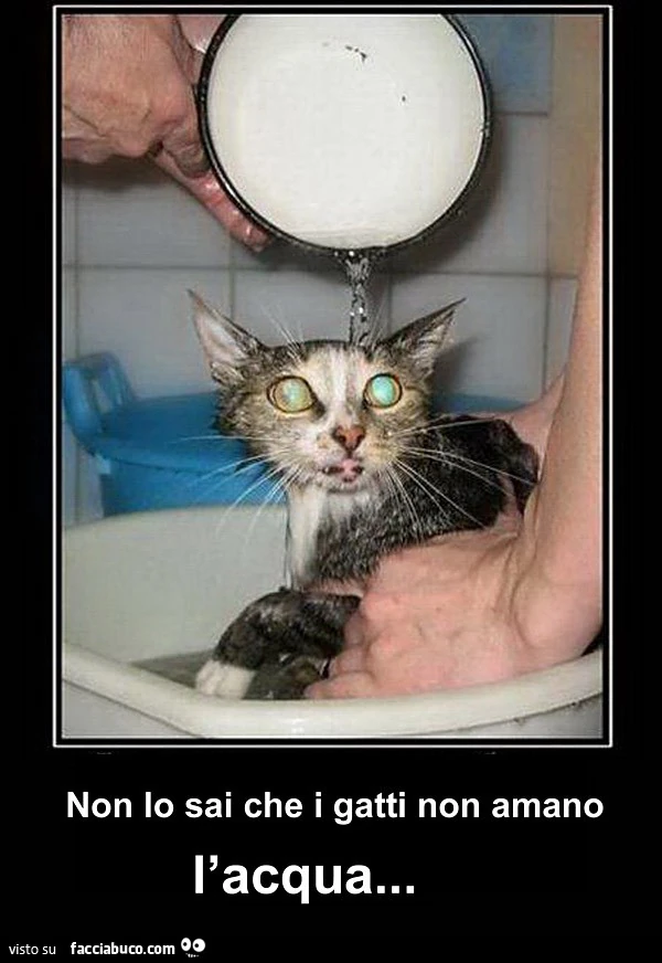 Non lo sai che i gatti non amano l'acqua