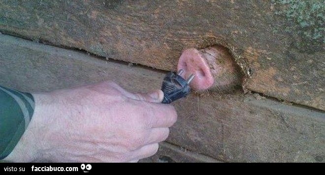 naso del maiale usato come presa elettrica