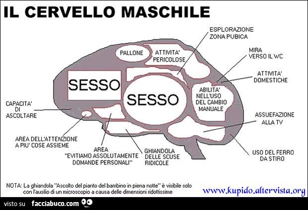 Il cervello maschile