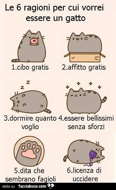 Le 6 ragioni per cui vorrei essere un gatto