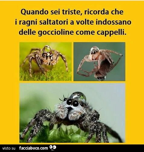 Quando sei triste, ricorda che i ragni saltatori a volte indossano delle goccioline come cappelli