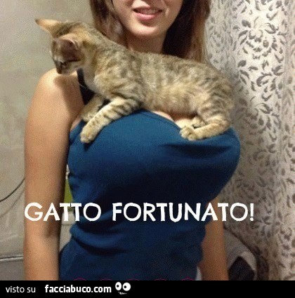 Risultati immagini per gatto fortunato