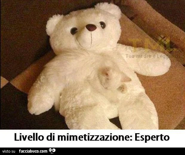 gatto: livello di mimetizzazione esperto