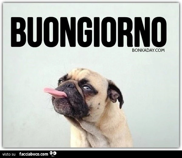 Il carlino fa la pernacchia. Buongiorno