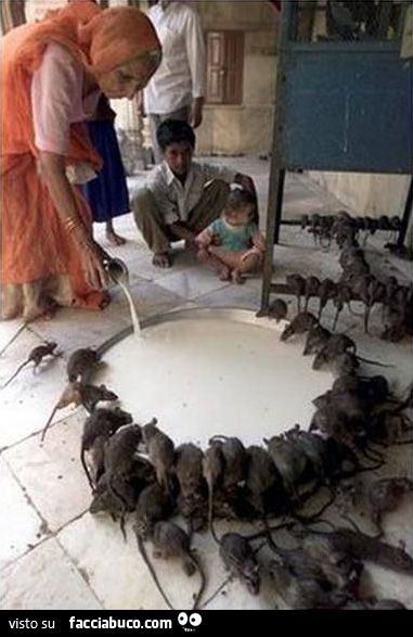 donna indiana sfama branco di ratti