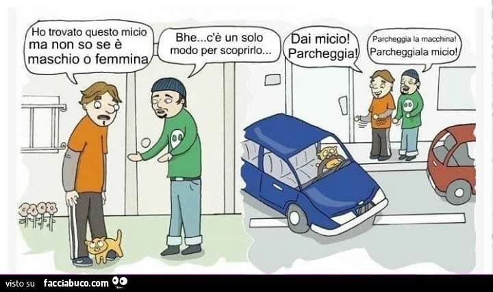 Ho trovato questo micio ma non so se è maschio o femmina. C'è solo un modo per scoprirlo