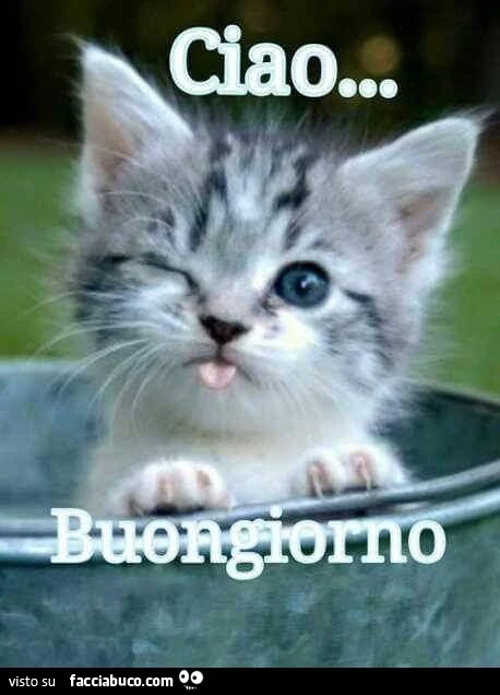 Il gattino che fa l'occhiolino e la linguaccia: ciao, buongiorno