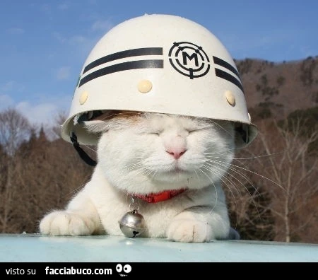 Gatto con elmetto in testa