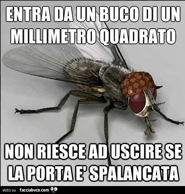 Entra da un buco in un mm quadrato, non riesce ad uscire se la porta è spalancata