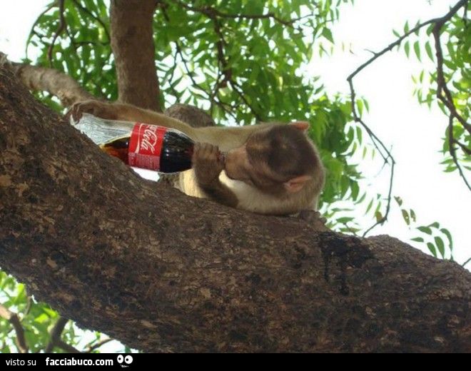 scimmietta si beve la cocacola