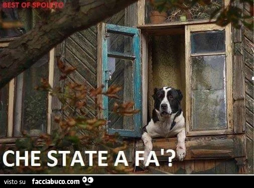 Cane alla finestra: che state a fa?