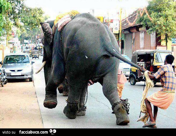 elefante arrabbiato scappa in stada mentre un ragazzo lo tira per la coda