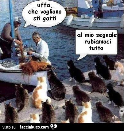 Uffa che vogliono sti gatti. Al mio segnale rubiamoci tutto