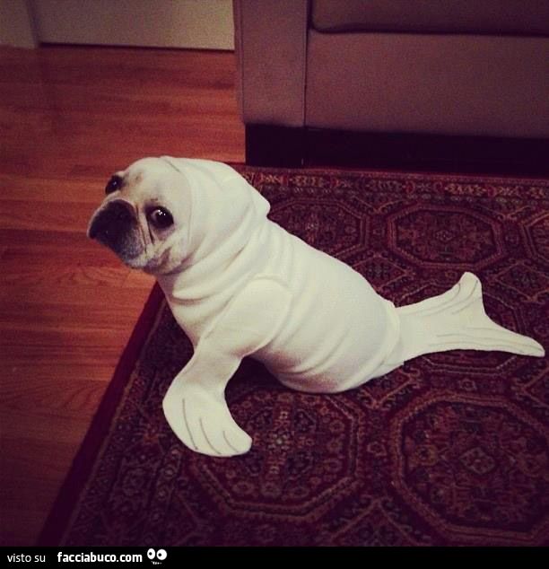 il cagnolino assomiglia a una foca