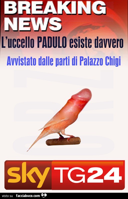 Breaking News: l'uccello PADULO esiste davvero. Avvistato dalle parti di Palazzo Chigi