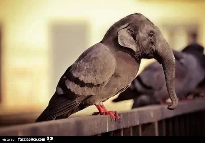 Incrocio tra piccione ed elefante