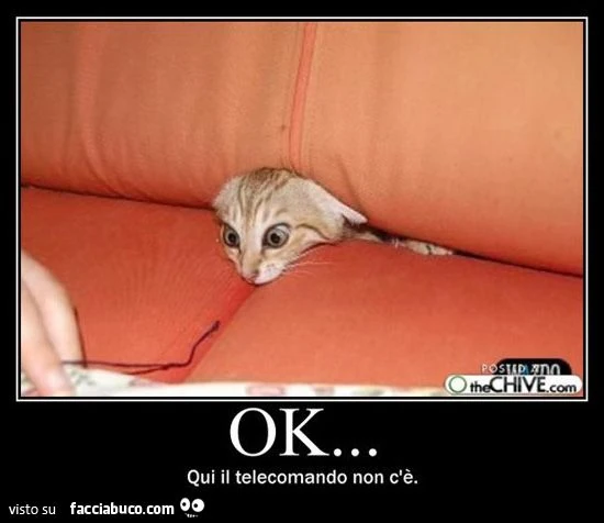 Gatto sul divano: Ok qui il telecomando non c'è