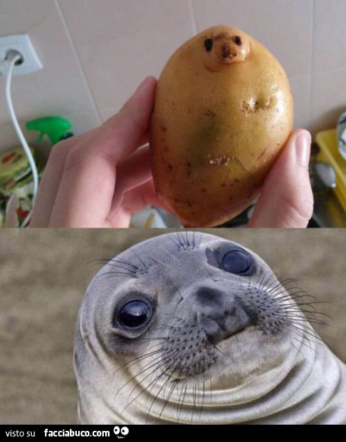 Una patata come una foca