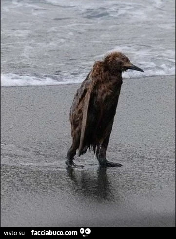 Pinguino bagnato e sconsolato