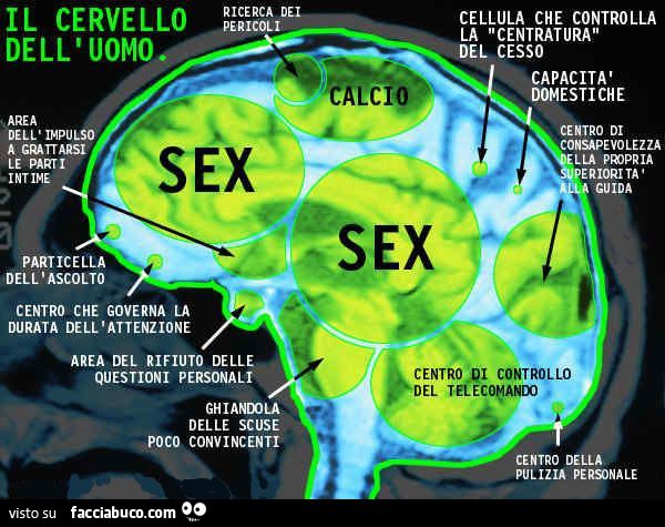 ecco come funziona il cervello degli uomini