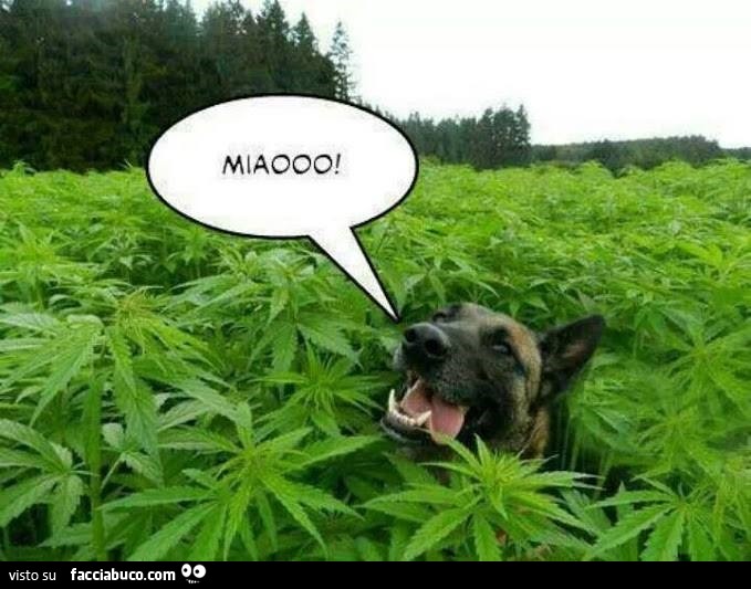 Cane che miagola tra la marjuana