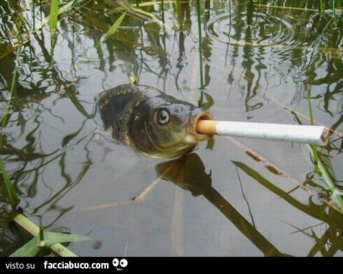 il pesce si fuma una sigaretta nello stagno