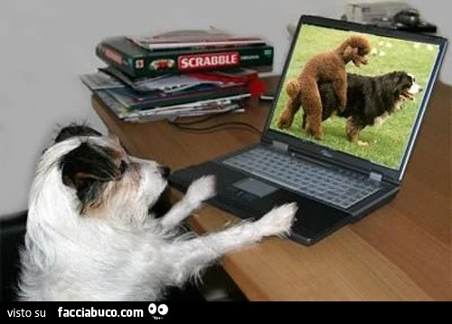 Cane guarda video porno di due cani che fanno sesso - Facciabuco.com