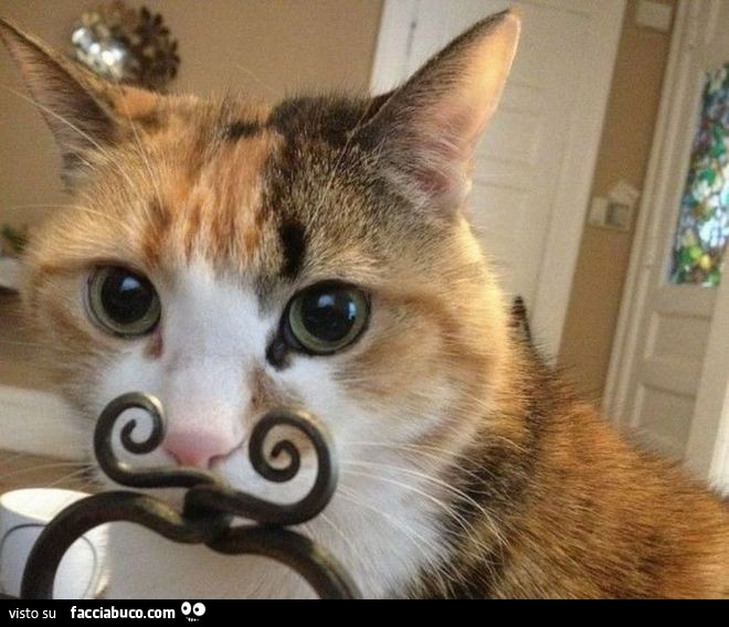 Gatto con baffi arricciati