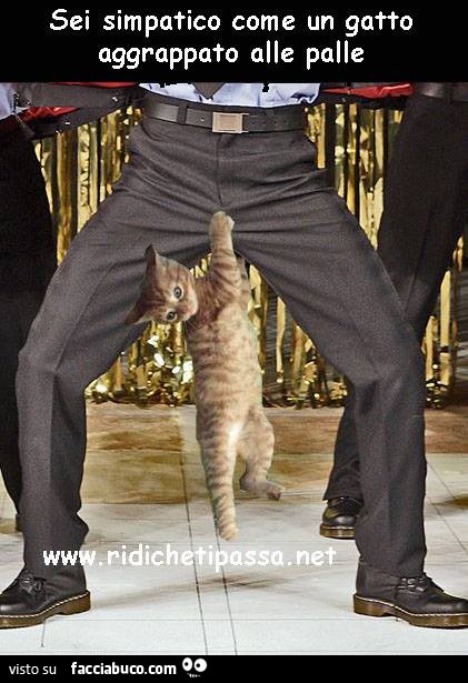 Sei simpatico come un gatto aggrappato alle palle