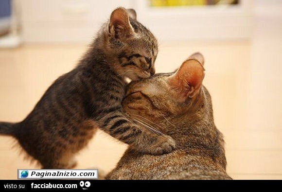 Il gattino lecca la fronte di mamma gatta