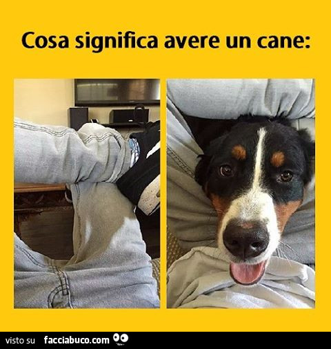 Cosa significa avere un cane