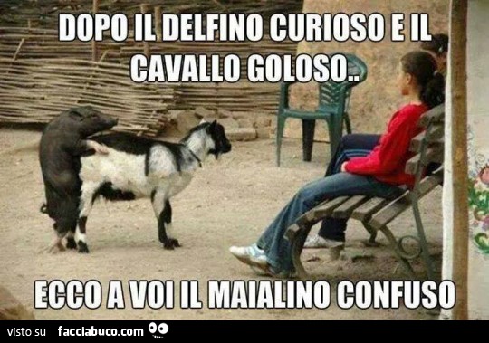 Dopo il delfino curioso e il cavallo goloso, ecco a voi il maialino confuso