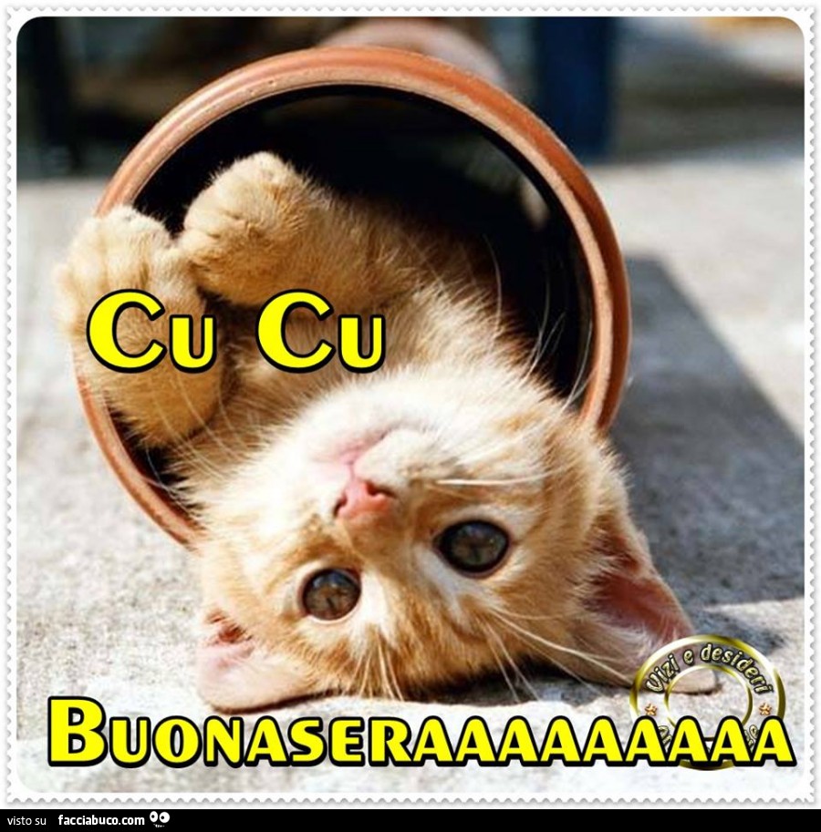 Cu Cu Buonasera Gatto Nel Tubo Facciabucocom