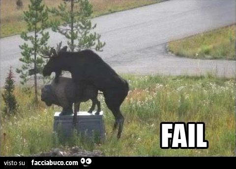 alce cerca di montarsi una statua epic fail