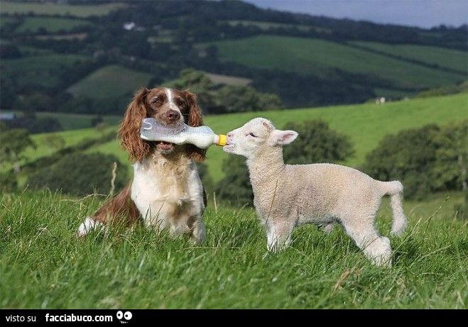 cane fa bere una pecorella tramite un biberon