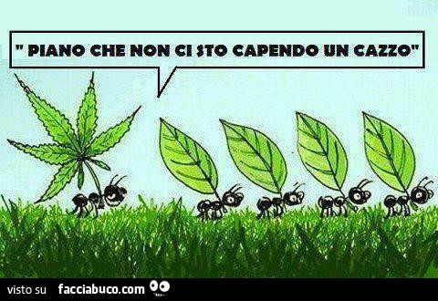 La formica trasporta la foglia di Marijuana: piano che non ci sto capendo un cazzo