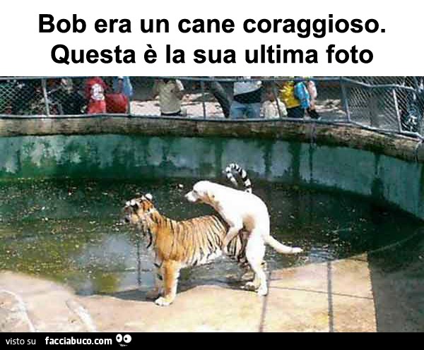 bob era un cane coraggioso... questa è la sua ultima foto cane tigre