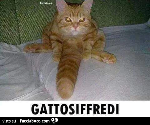 Gatto Siffredi