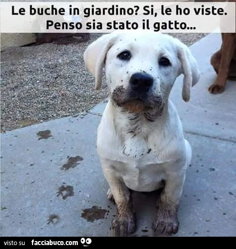 Le buche in giardino? Si le ho viste. Penso sia stato il gatto