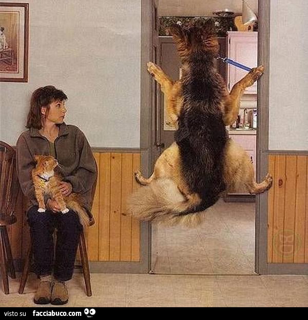 Il cane si arrampica sull'uscio della porta