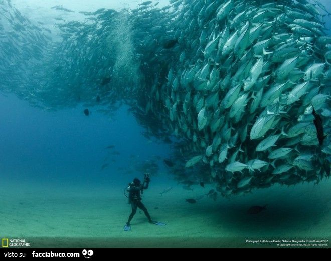 banco enorme di pesci foto subaquea by national geographic