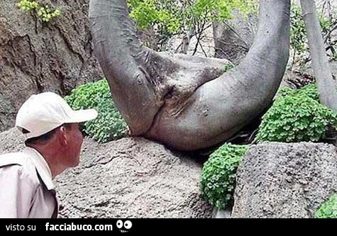Albero a forma di cosce aperte e figa