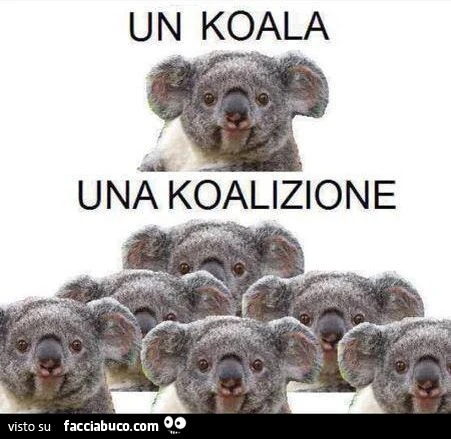 Un Koala, una Koalizione